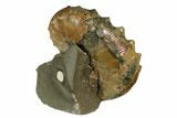 Iridescent Ammonite (Hoploscaphites) Fossil - South Dakota #180798-4